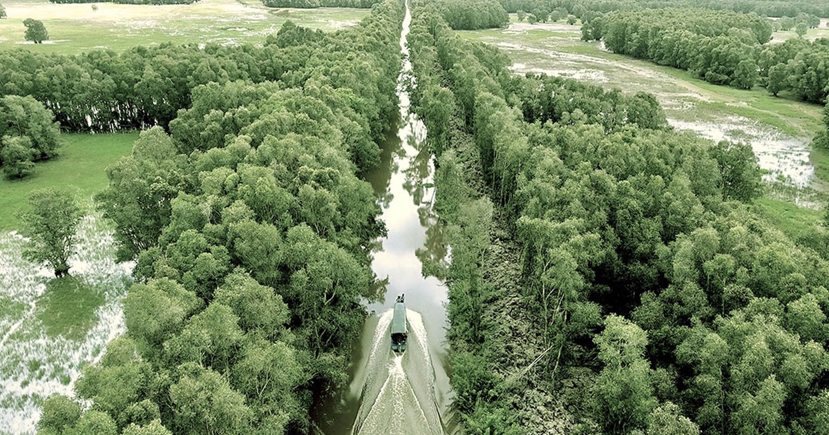 Vườn quốc gia Tràm Chim đang 'chết ngộp'