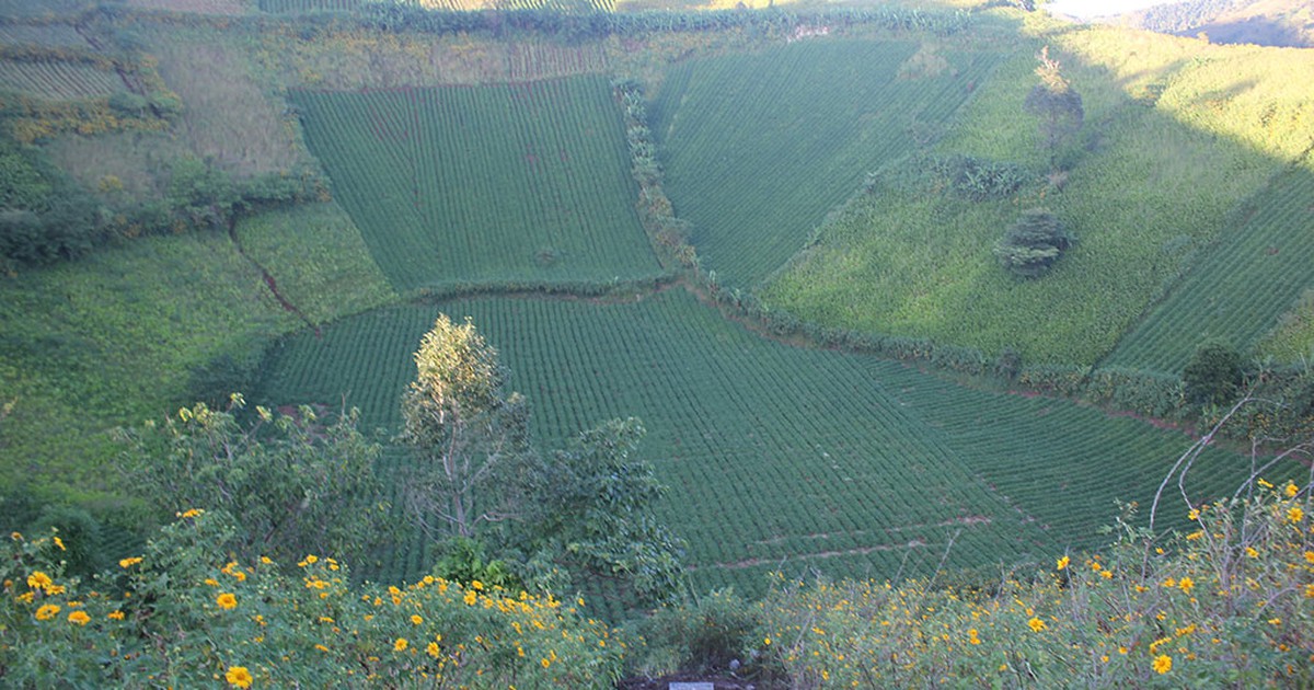 Hoa Dã Quỳ bừng nở rạng rỡ núi lửa Chư Đăng Ya