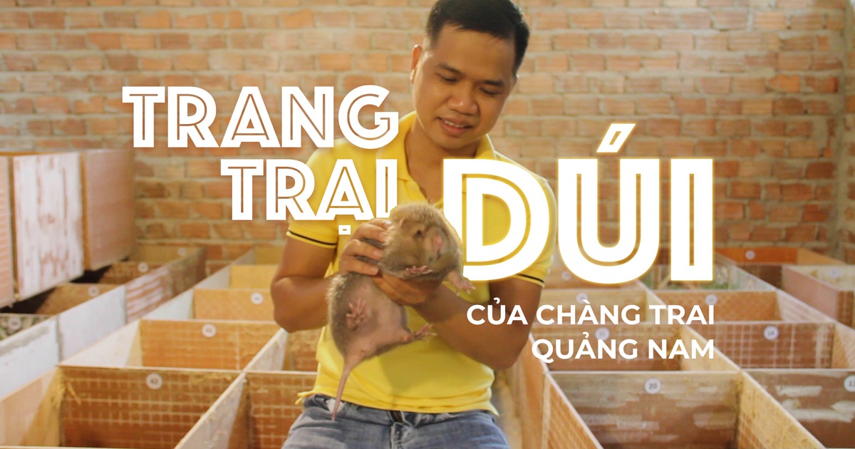 Bỏ phố về quê nuôi dúi, chàng trai Quảng Nam thu cả trăm triệu mỗi năm