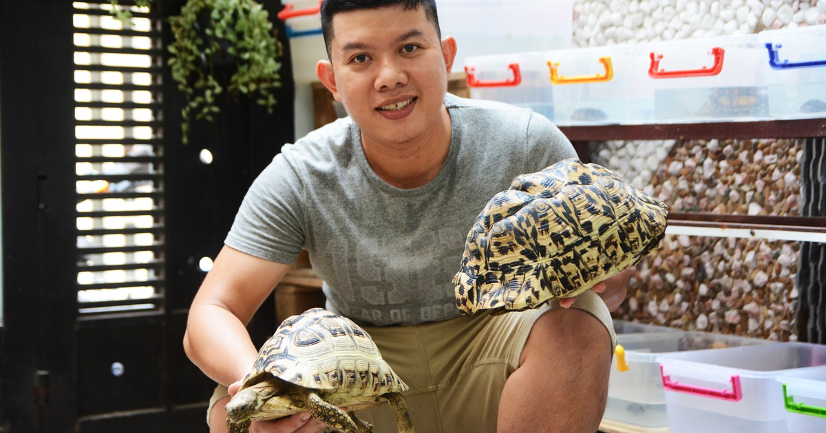 Chàng trai Sài Gòn bỏ việc ở nước ngoài để nuôi rùa cảnh giá chục triệu/con
