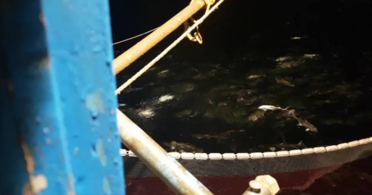 Ngư dân trúng mẻ lưới cá bè kỷ lục: Tôi không dùng chất nổ