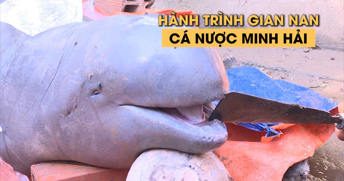 Hành trình gian nan của con cá nược Minh Hải siêu quý hiếm ở Bến Tre
