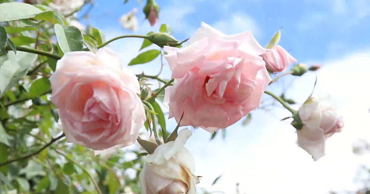 Vườn hồng đẹp như tranh vẽ mở cửa miễn phí giữa thành phố Buôn Ma Thuột