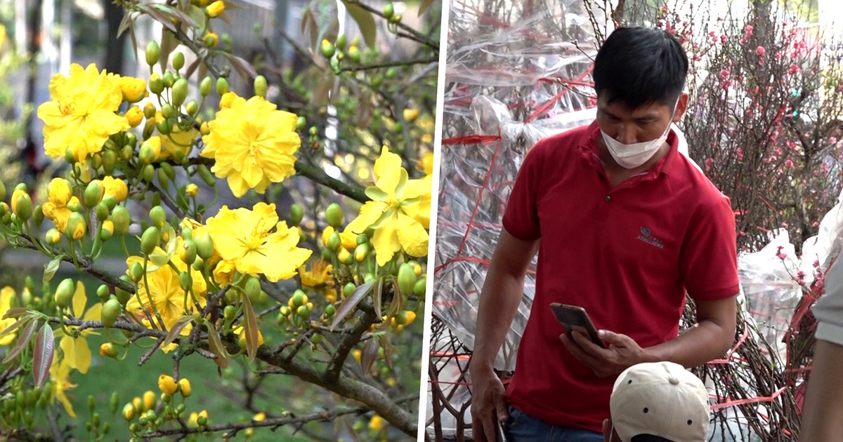 Cùng 1 chợ hoa tết Sài Gòn: Đào bán chạy như ‘tôm tươi', người bán mai rầu rĩ vì ế ẩm