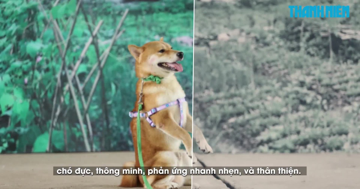 Casting 'vai chính bốn chân' cho phim điện ảnh 'Cậu Vàng'