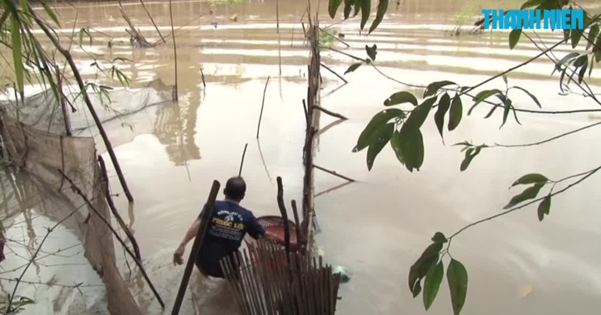 Lũ về, người dân Đồng Tháp hào hứng đặt nò bắt tôm càng xanh