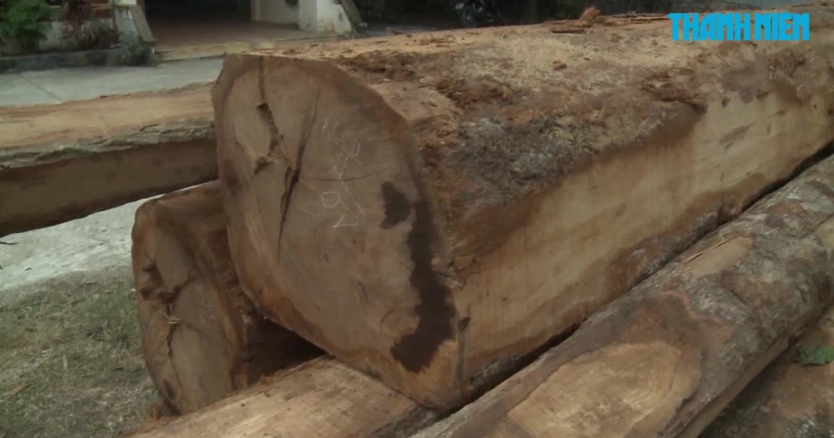 Cam go cuộc chiến chống khai thác, vận chuyển gỗ trái phép