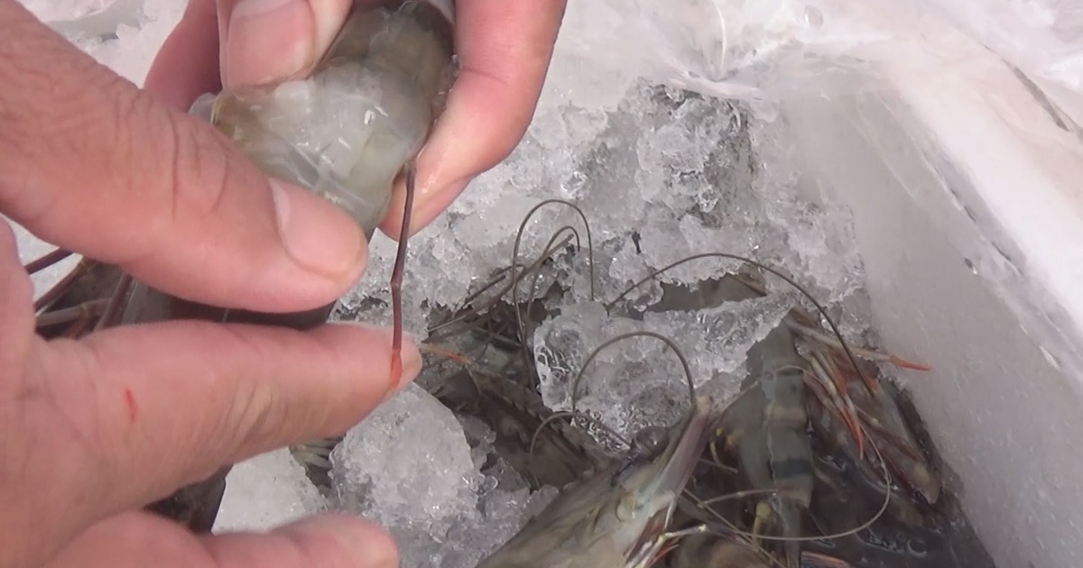 Cận cảnh những tạp chất lạ bị gian thương bơm vào tôm hòng trục lợi