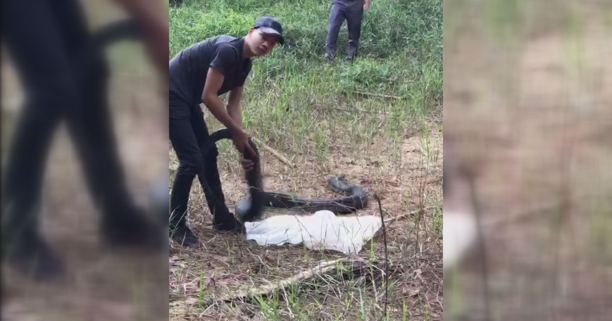 Hồi hộp xem cảnh thả rắn hổ mang chúa nặng 21kg vào khu bảo tồn