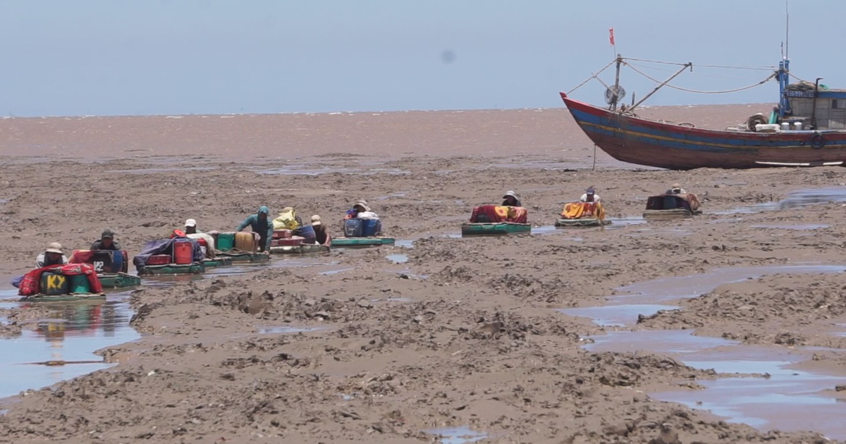 Nhọc nhằn lê bước đẩy cạn đưa hải sản vượt bãi bùn vào bờ
