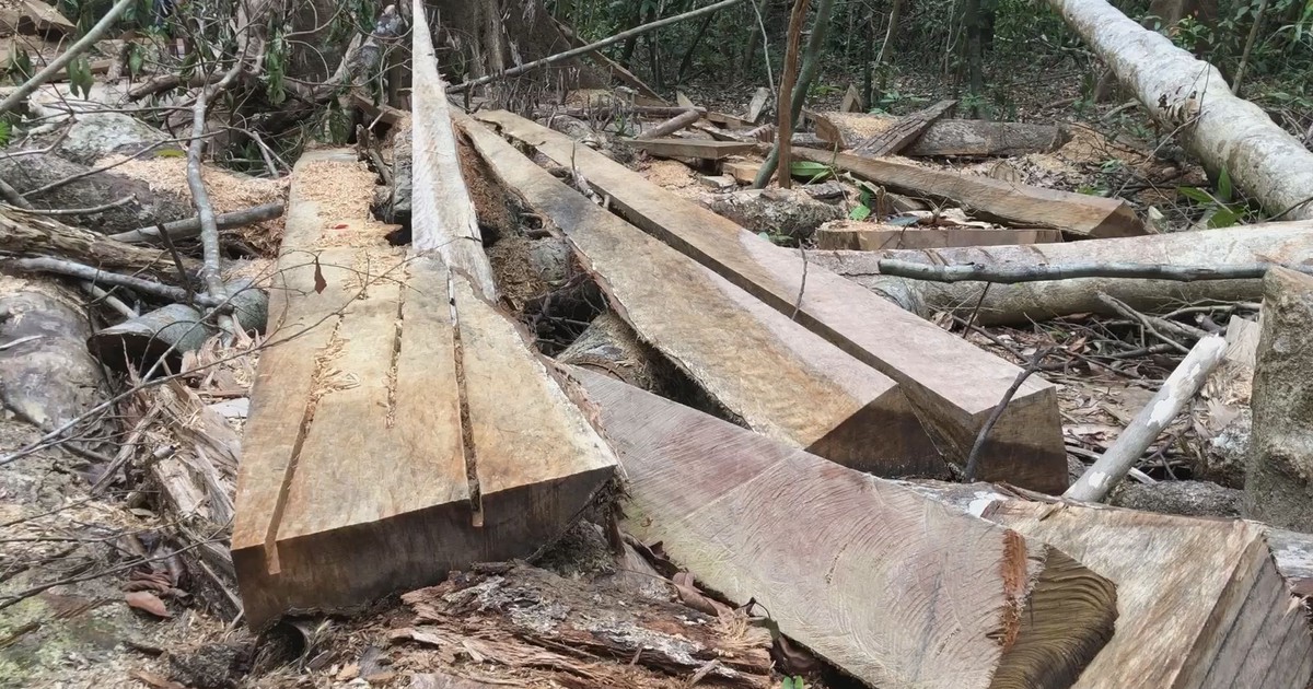 Hãi hùng cảnh rừng phòng hộ xã Sơn Long ở Quảng Ngãi bị khai thác trái phép