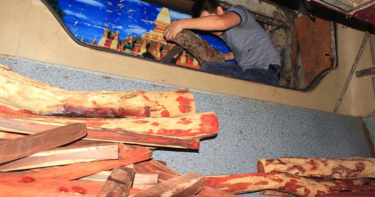 Chủ hàng “nhồi nhét” gỗ lậu trên xe, công an mướt mồ hôi khám xét