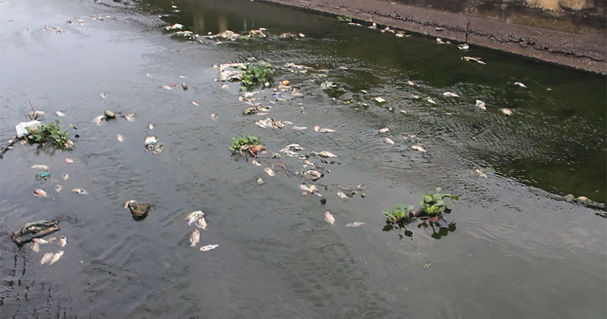 Quảng Nam: Cá chết trắng hồ điều hòa Nguyễn Du