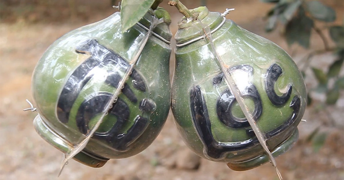 Độc đáo bưởi hồ lô BonSai