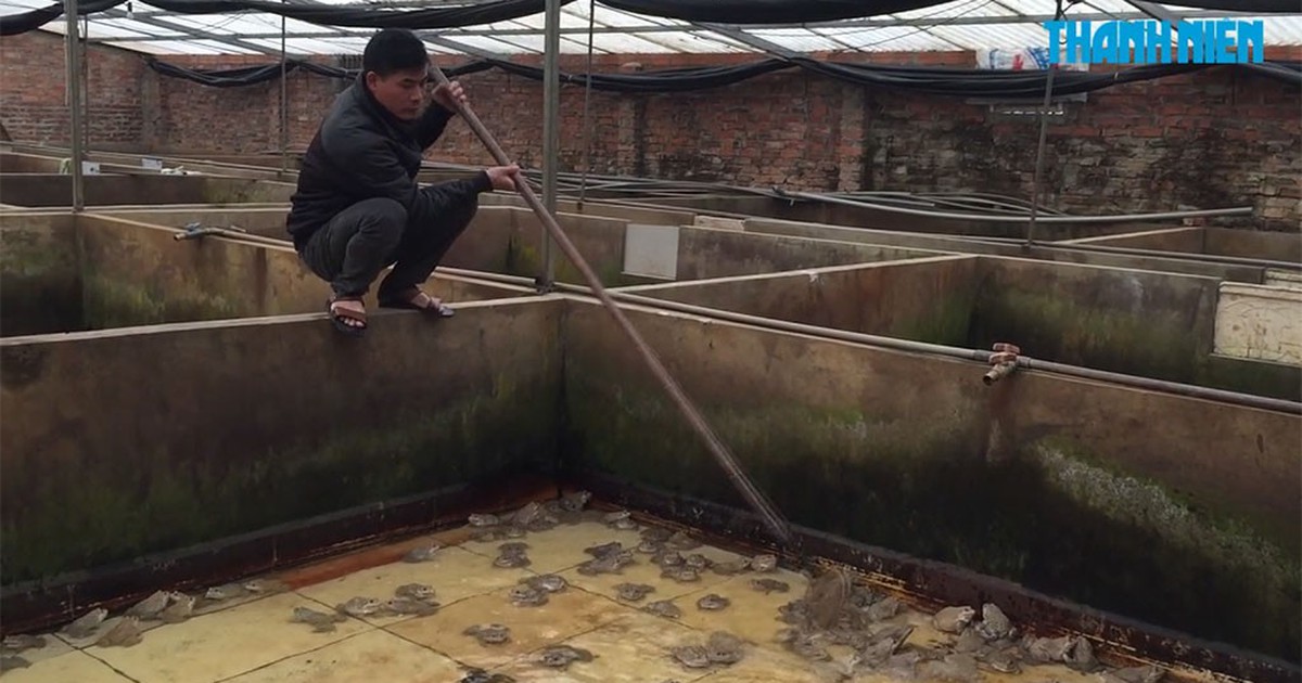 ​Nuôi ếch trong nhà kính thu tiền tỉ mỗi năm