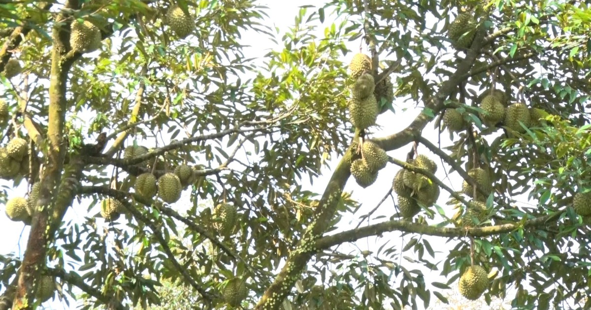 Thăm vườn sầu riêng tiền tỉ của lão nông Bình Phước