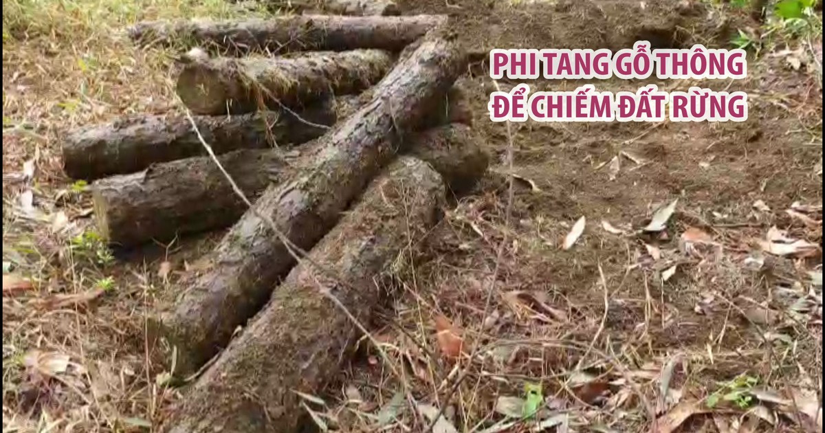 Đào hố phi tang hàng trăm lóng gỗ thông để chiếm đất rừng