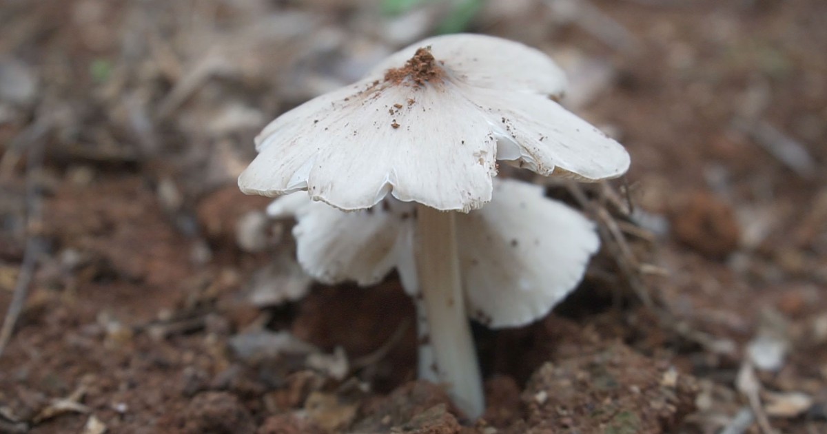 Người Quảng Trị kéo nhau đi hái nấm mối: “mở mắt, sáng trời đã có tiền triệu”