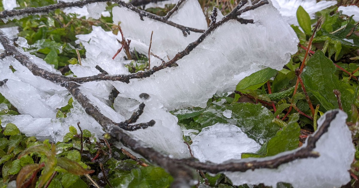 Cận cảnh băng giá dày đặc ở núi Phia Oắc, Mẫu Sơn