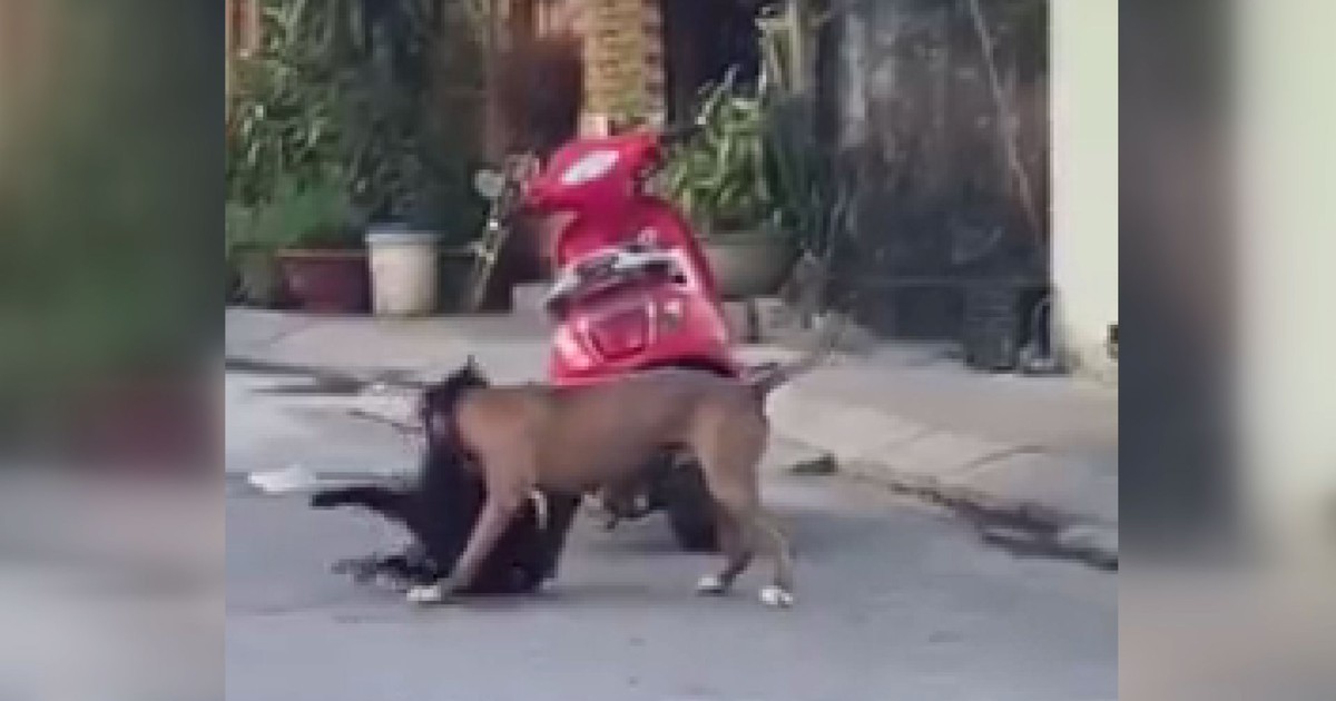 Xôn xao đoạn phim chó pitbull hung dữ cắn chó cỏ gây náo loạn, nhiều người khiếp sợ