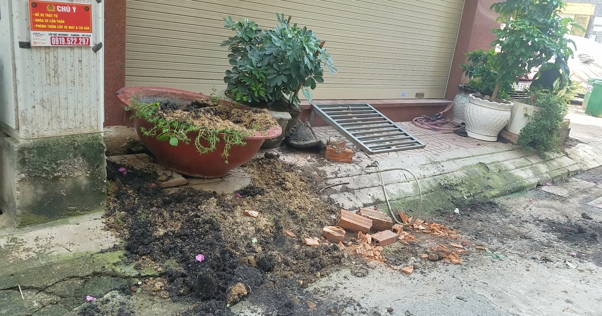 Cây mai trị giá cả chục triệu đồng bị khóa xích vẫn bị trộm lấy mất