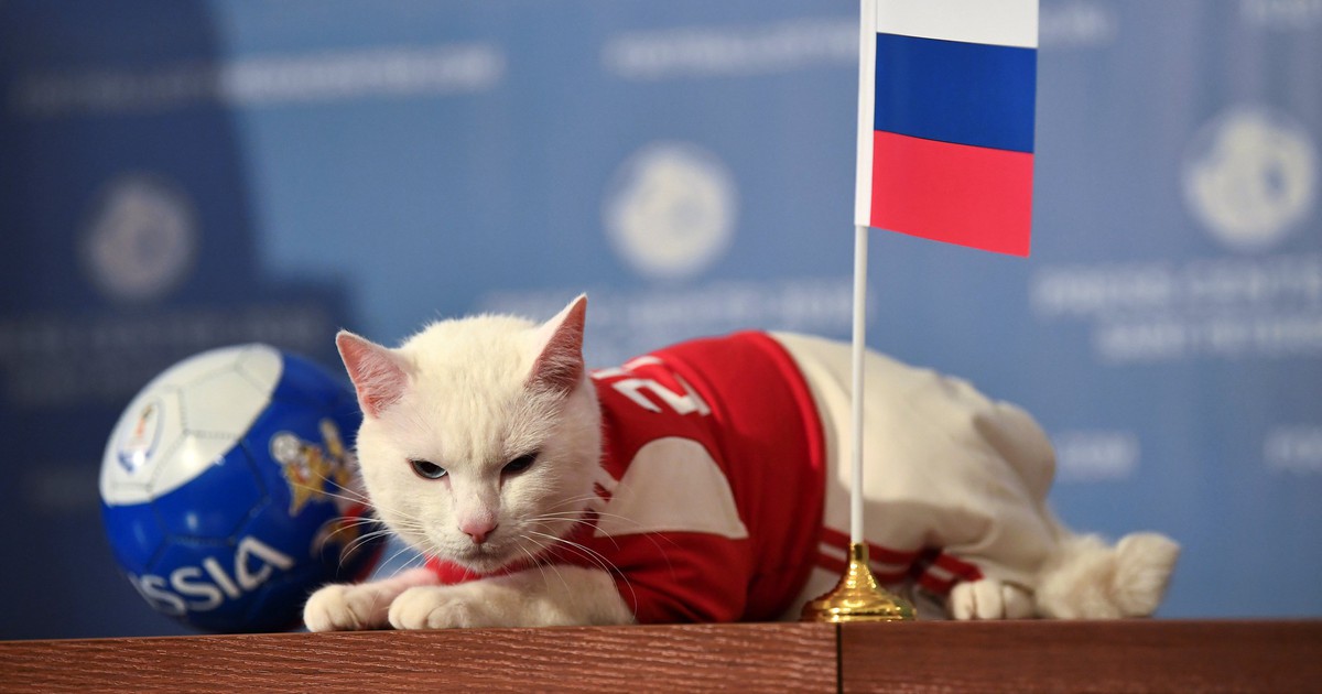 Mèo điếc dự đoán Nga thắng trận khai mạc World Cup