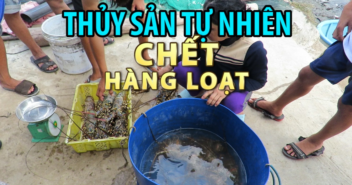 Nhiều loài thuỷ sản tự nhiên ở vịnh Xuân Đài chết hàng loạt