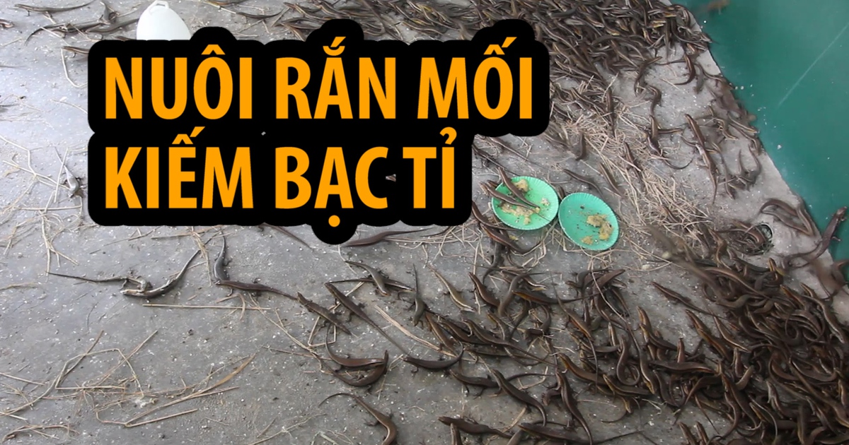 Bỏ bán trứng vịt lộn, người phụ nữ kiếm bạc tỉ nhờ nuôi rắn mối