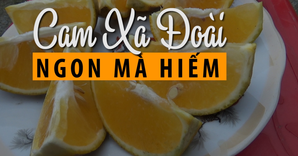 Cam Xã Đoài tiến vua: Vì sao hiếm và đắt thế?