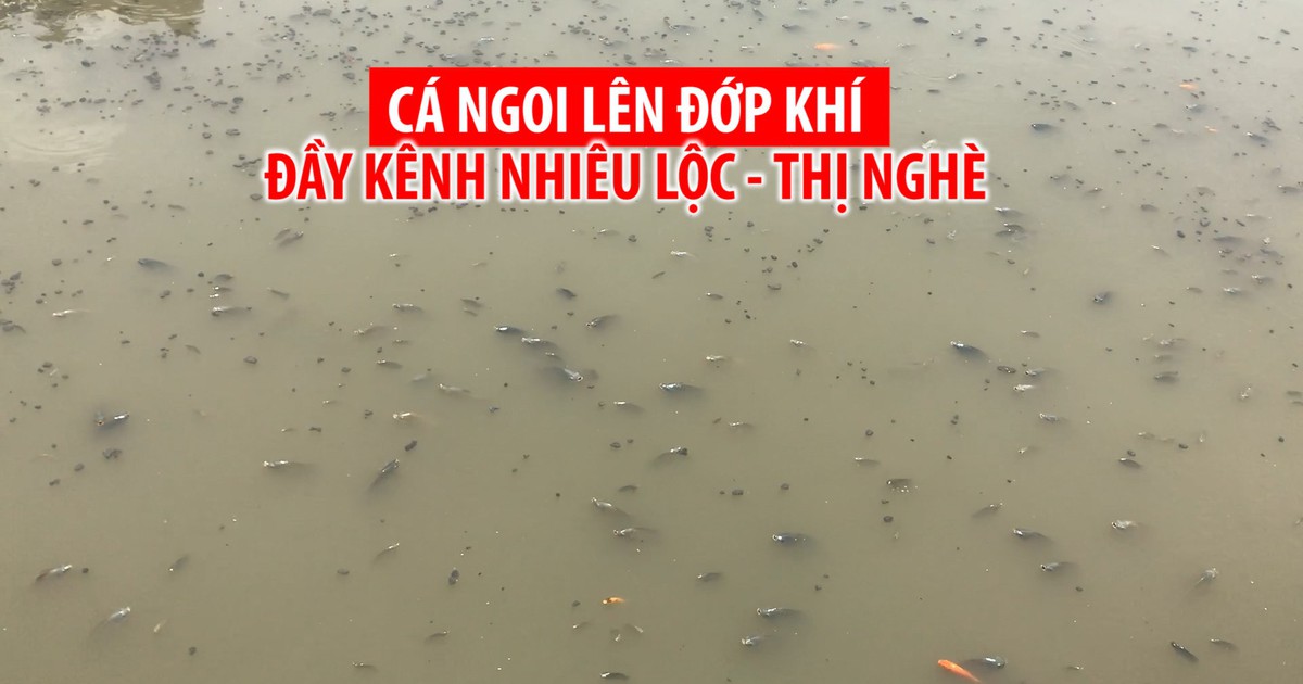 Cá ngoi lên đớp khí đầy tuyến kênh Nhiêu Lộc - Thị Nghè
