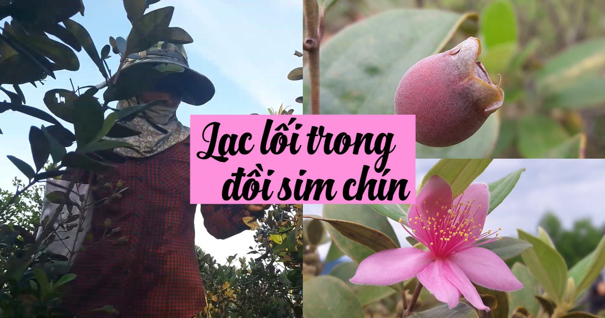 Theo chân nông dân lên đồi hái sim chín Thạch Hà