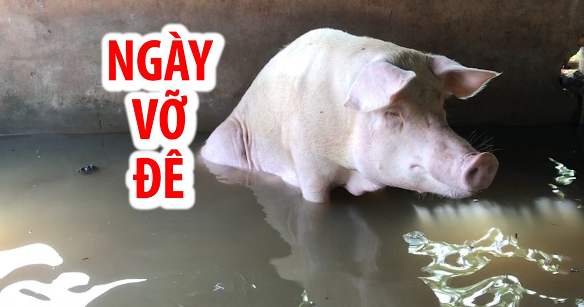 Cuộc sống khốn khổ ngày vỡ đê của người dân Cần Thơ