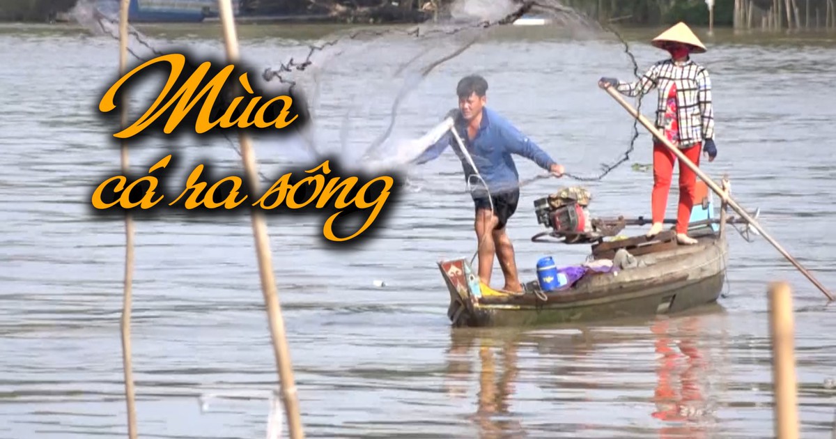 Những ngày tháng ấm no với thuyền đầy cá trong mùa lũ đẹp miền Tây