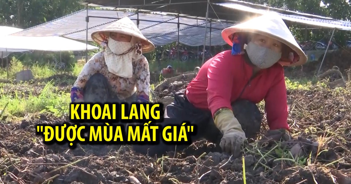 Tiếng thở than từ ruộng khoai lang khi tiếp nối điệp khúc “được mùa mất giá“