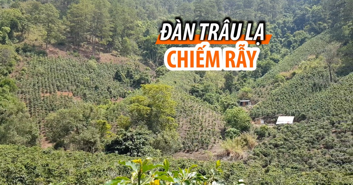 Hy hữu: Dân chịu thua đàn trâu lạ chiếm rẫy húc người