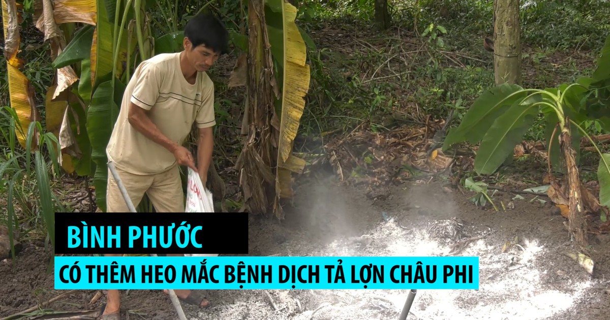Bình Phước xuất hiện thêm 2 đàn heo mắc bệnh dịch tả lợn châu Phi