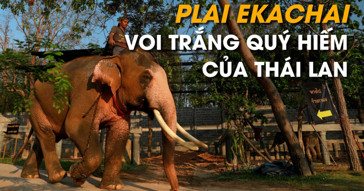 Voi trắng quý hiếm làm quà tặng tân Quốc vương Thái Lan