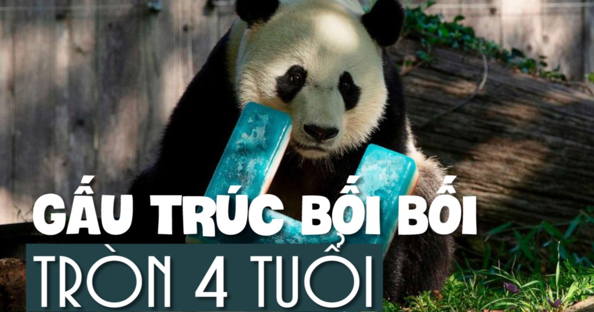 Ngộ nghĩnh gấu trúc Bối Bối ăn mừng sinh nhật 4 tuổi