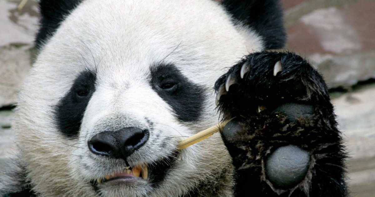 Gấu trúc chết ở Thái Lan , dân mạng Trung Quốc 'dậy sóng'