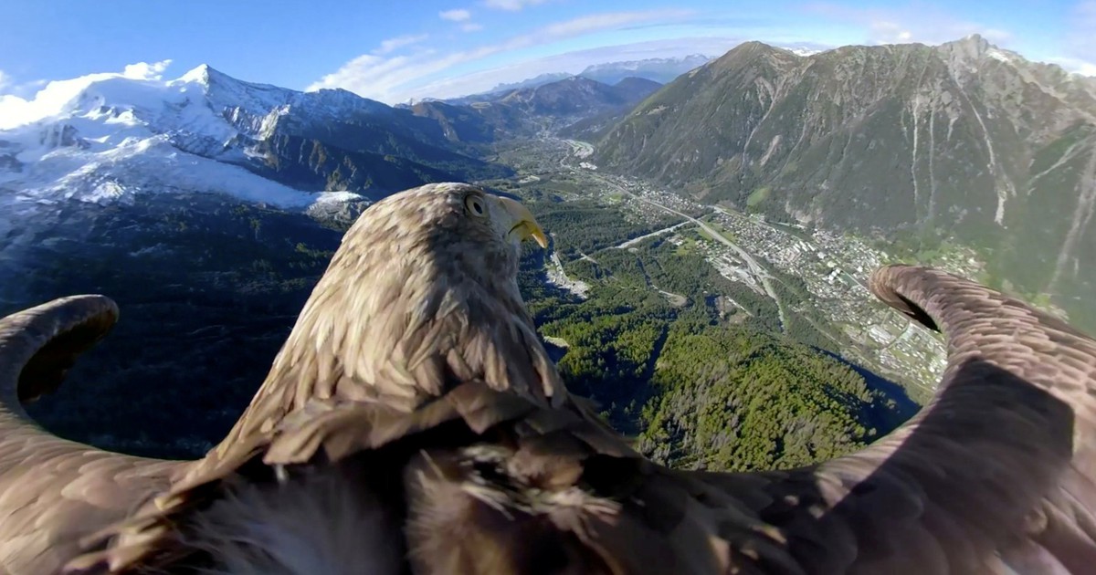 Biến đổi khí hậu trông ra sao trong mắt một chú đại bàng?
