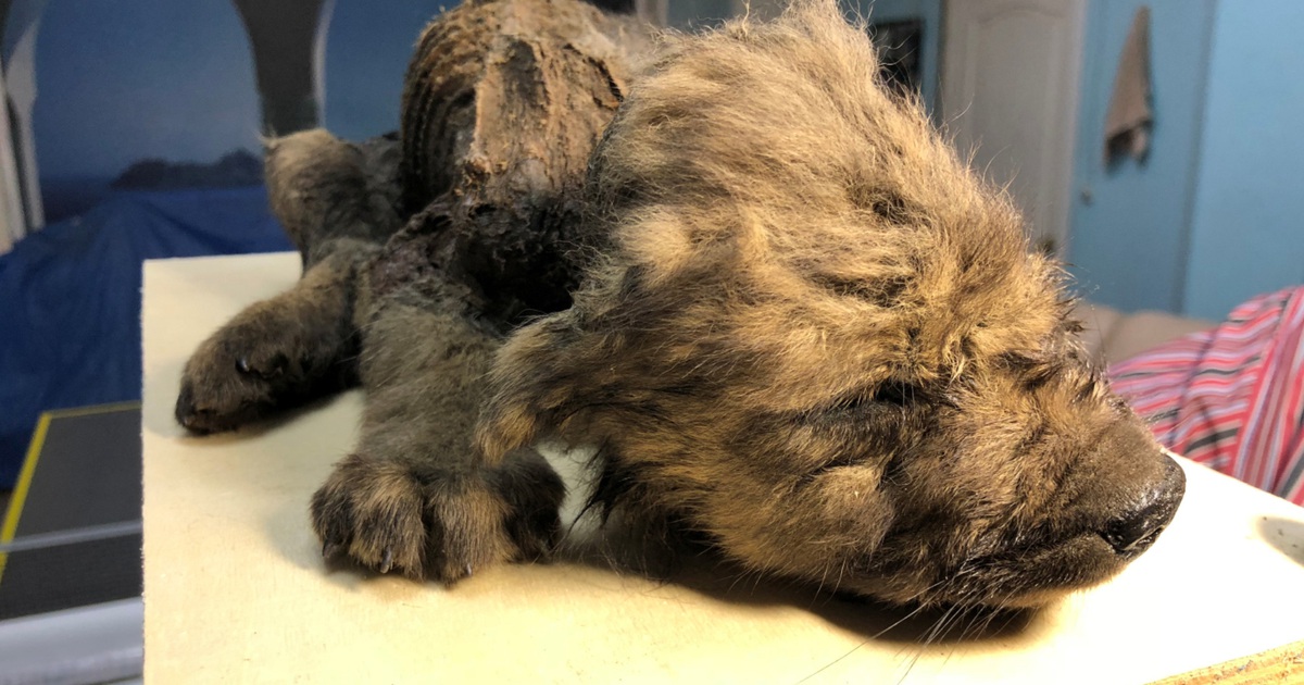 Ngỡ ngàng xác ướp hoàn hảo của cún con 18.000 năm tuổi