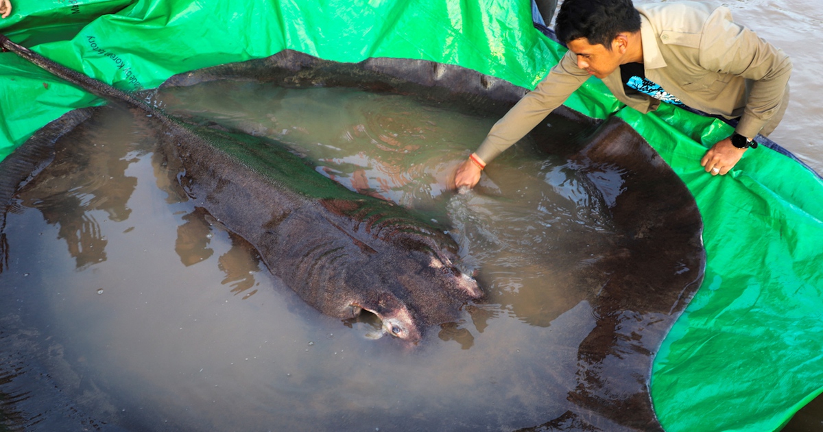 Con cá nước ngọt ‘lớn nhất thế giới’ bị bắt ở Campuchia và cái kết vui