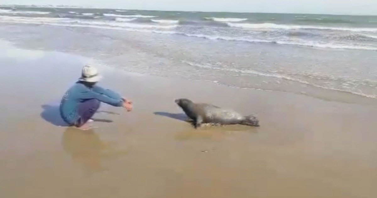 Khoảnh khắc nô đùa cuối cùng của con hải cẩu bị đánh chết tại Bình Thuận