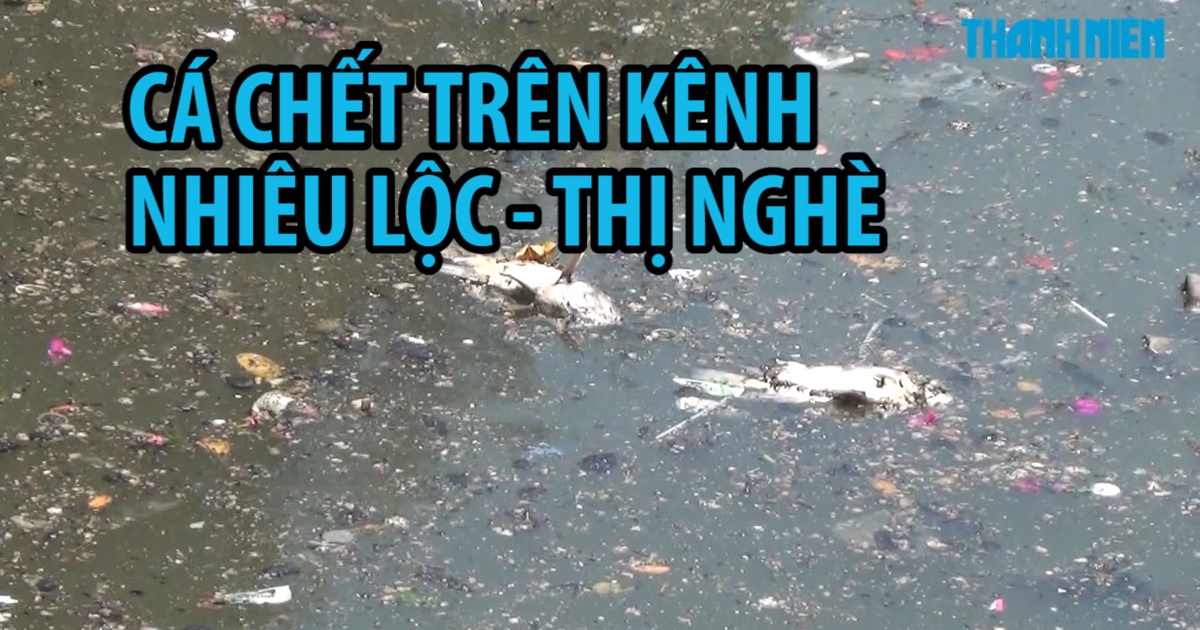 Cá chết hàng loạt, nổi trắng trên kênh Nhiêu Lộc – Thị Nghè