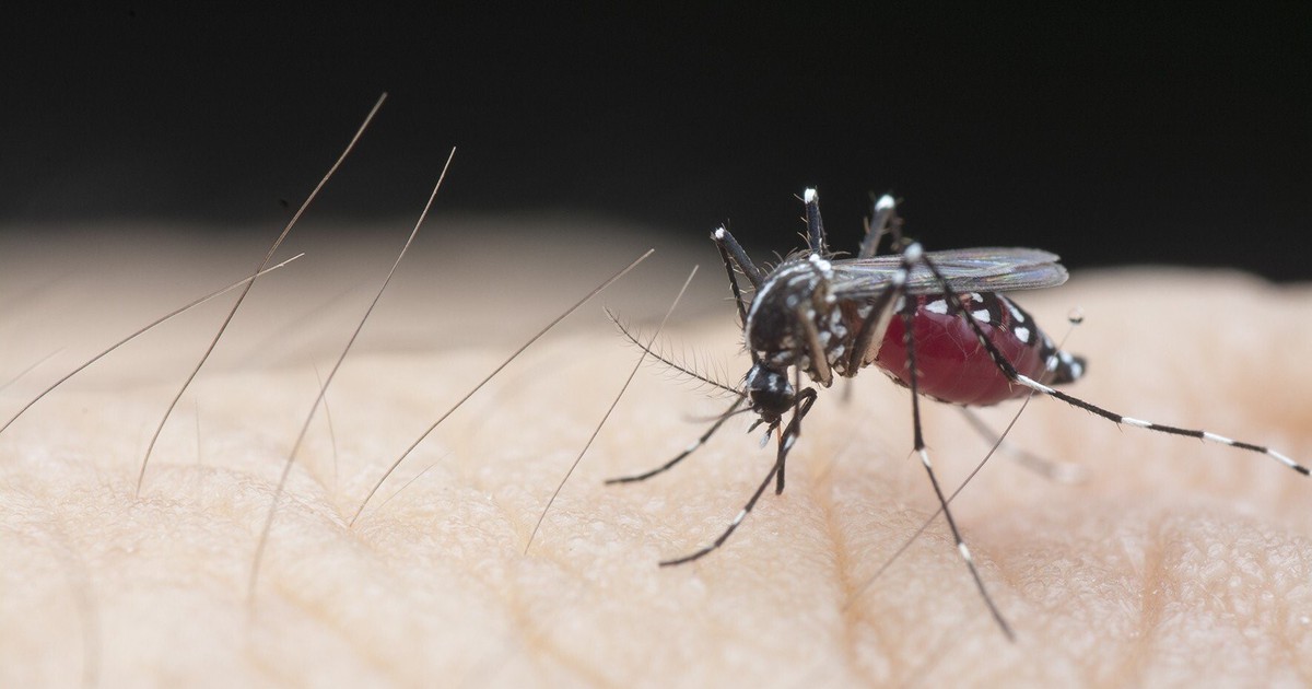 'Dĩ độc trị độc', Indonesia lấy muỗi trị sốt xuất huyết