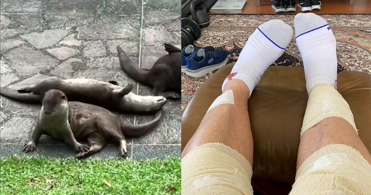 Bị đàn rái cá cắn khi chạy bộ trong vườn bách thảo