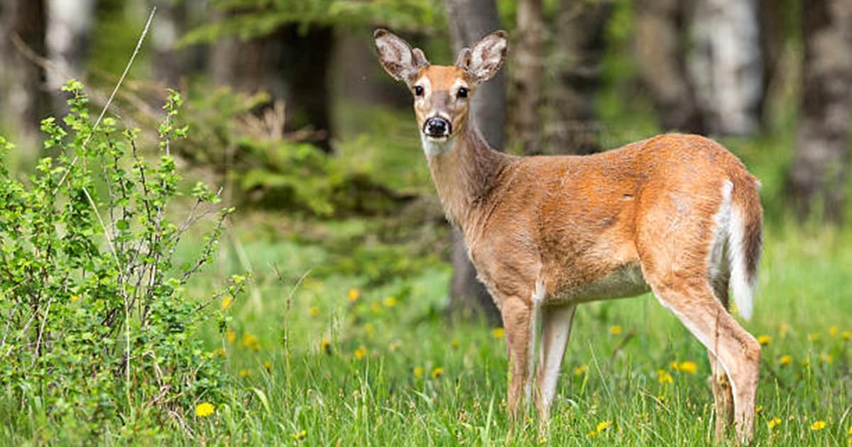 Báo động từ hiện tượng người lây Covid-19 cho hươu