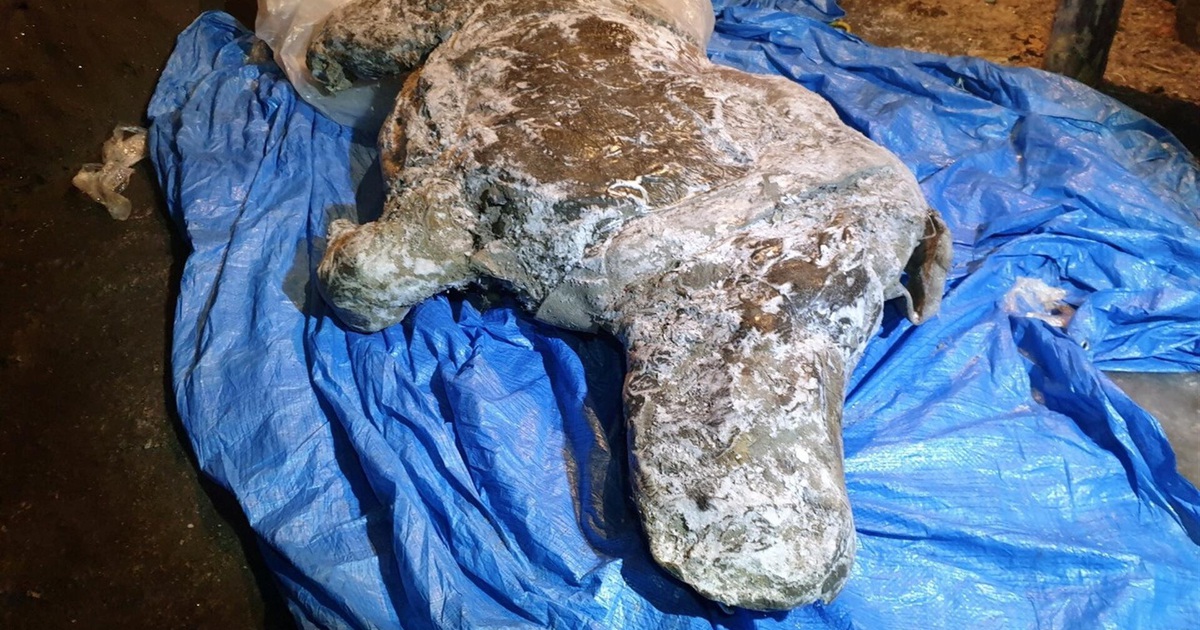 Tê giác lông mượt gần nguyên vẹn dưới lớp băng vĩnh cửu Nga