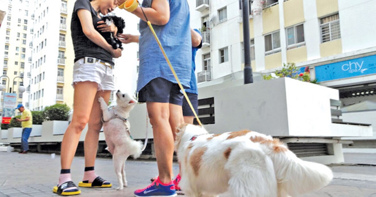 Tranh cãi chuyện nuôi chó mèo ở chung cư: To như becgie nhưng... ‘nó không cắn đâu!’