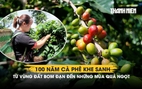 100 năm cà phê Khe Sanh: Từ vùng đất bom đạn đến những mùa quả ngọt 